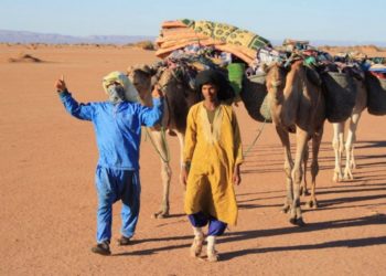 Quels animaux Trouve-t-on dans le Sahara marocain ?