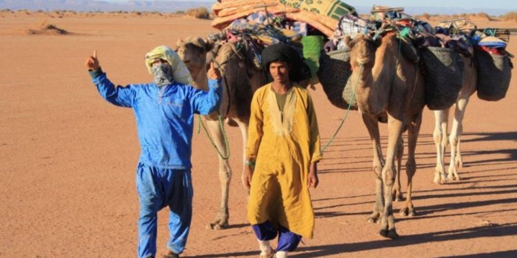 Quels animaux Trouve-t-on dans le Sahara marocain ?