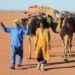 Quels animaux Trouve-t-on dans le Sahara marocain ?