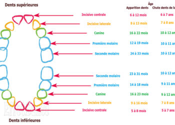 Quel âge tombe les dents de lait ?