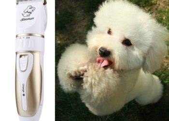 Quelle tondeuse pour Bichon Maltais ?