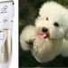 Quelle tondeuse pour Bichon Maltais ?