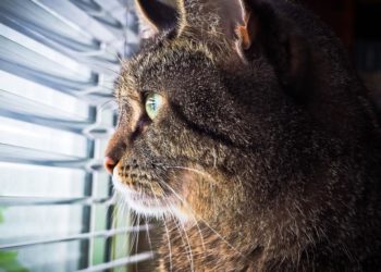 Qui ne vit que la nuit ?