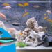 Quels poissons peuvent vivre ensemble en aquarium ?
