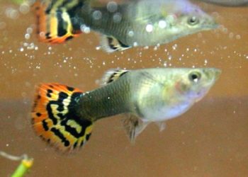 Quels sont les plus beaux poissons d'eau douce ?