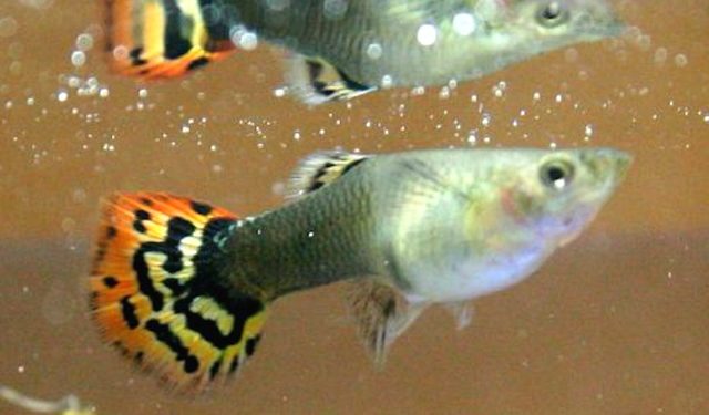 Quels sont les plus beaux poissons d'eau douce ?