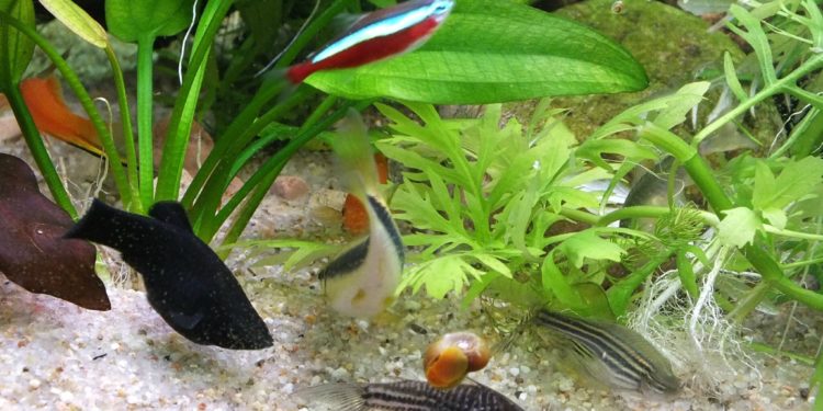 Quel poisson peut cohabiter avec le poisson rouge ?