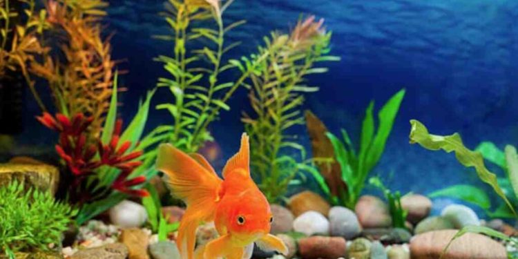 Quel poisson peut cohabiter avec un poisson rouge ?