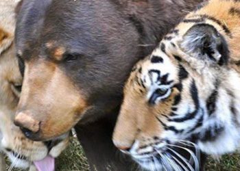 Qui sont les predateurs du tigre ?