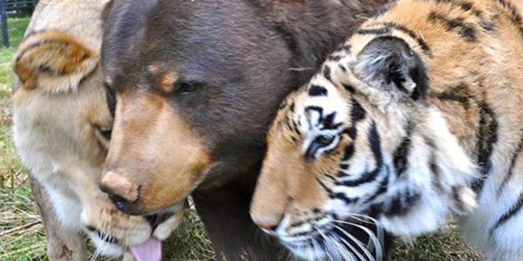 Qui sont les predateurs du tigre ?