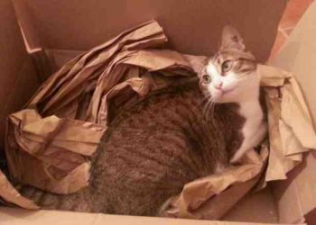 Comment se passe la gestation d'un chat ?