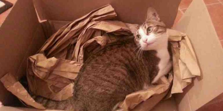 Comment se passe la gestation d'un chat ?