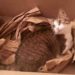 Comment se passe la gestation d'un chat ?