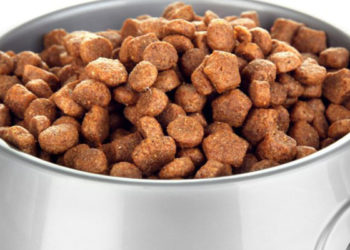 Quelles croquettes après une pancréatite ?