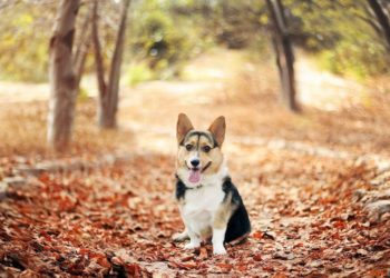 Quel est le meilleur vermifuge pour un adulte ?