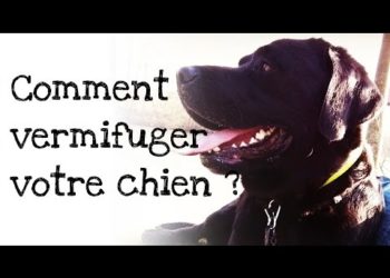 Comment vermifuger un chien avec de l'ail ?