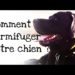 Comment vermifuger un chien avec de l'ail ?
