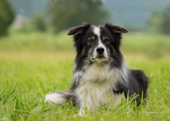 Quelles sont les caractéristiques du border collie ?