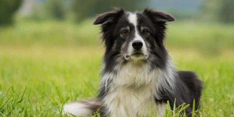 Quelles sont les caractéristiques du border collie ?