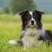 Quelles sont les caractéristiques du border collie ?