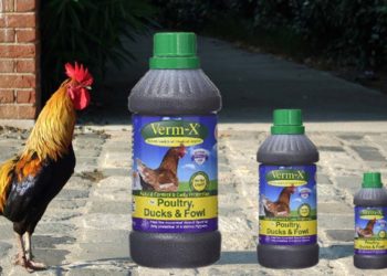 Quel vinaigre pour vermifuger les poules ?