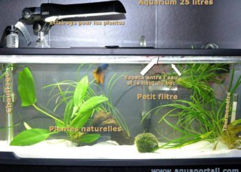 Quelle taille d'aquarium pour un poisson combattant ?