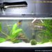 Quelle taille d'aquarium pour un poisson combattant ?