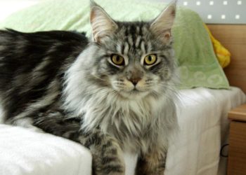 Quel est le prix d'un Main Coon ?