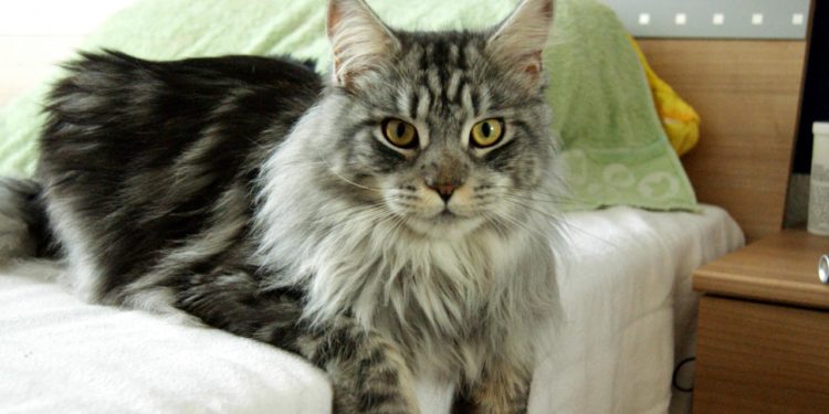 Quel est le prix d'un Main Coon ?