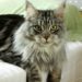 Quel est le prix d'un Main Coon ?