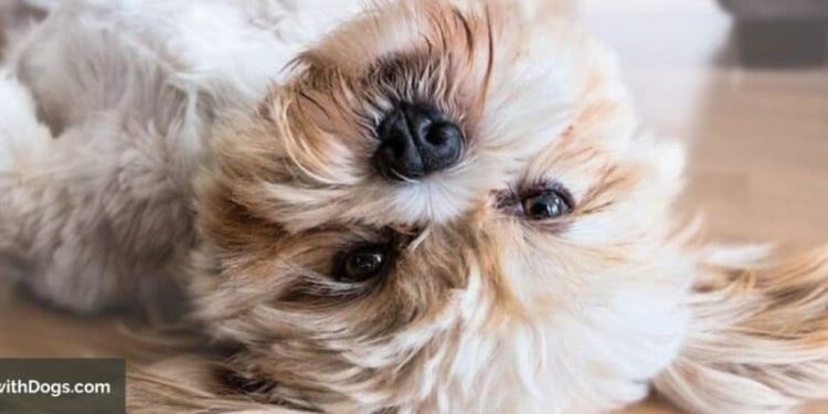 Quelle est la différence entre un Lhassa Apso et un Shitsu ?