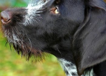 Quelle nourriture pour un Braque allemand ?