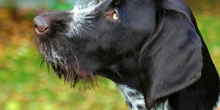 Quelle nourriture pour un Braque allemand ?