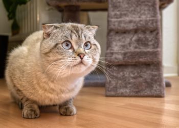 Pourquoi mon chat ne va plus à la selle ?