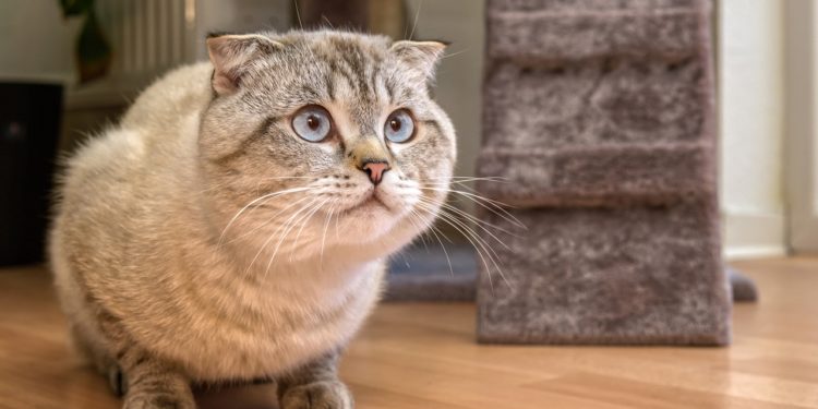 Pourquoi mon chat ne va plus à la selle ?