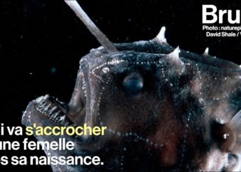 Quand les animaux s'accouplent ?