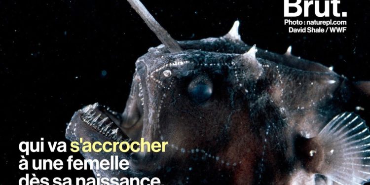 Quand les animaux s'accouplent ?