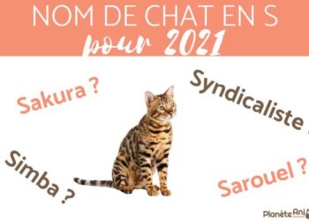 Quelle lettre pour les chat en 2021 ?