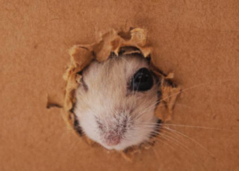 Comment savoir si il y a des bêtes dans le bois ?