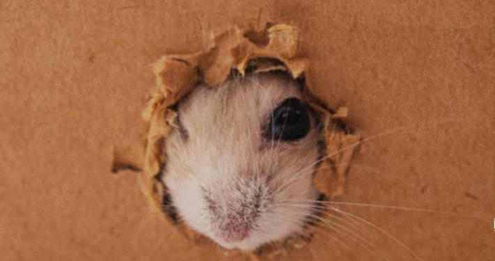 Comment savoir si il y a des bêtes dans le bois ?