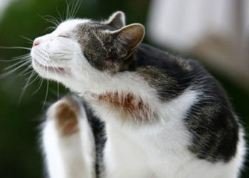 Quel légume pour mon chat ?