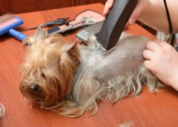 Quelle tondeuse pour chien Yorkshire ?