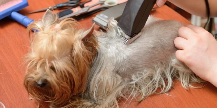 Quelle tondeuse pour chien Yorkshire ?