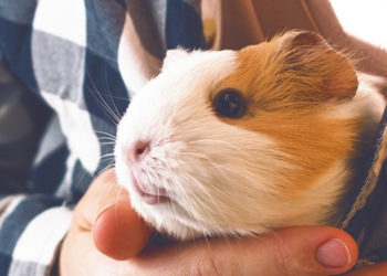 Comment bien installer un cochon d'Inde ?