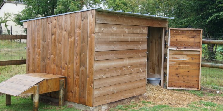 Quelle quantité de foin pour une chèvre naine ?