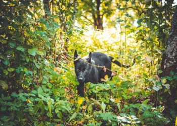 Comment retrouver un chat perdu en forêt ?