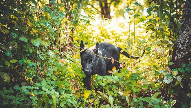 Comment retrouver un chat perdu en forêt ?