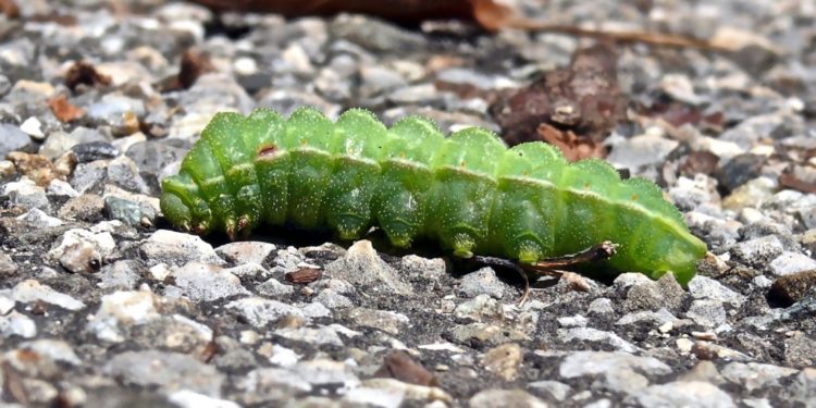 Quelle est cette grosse chenille ?