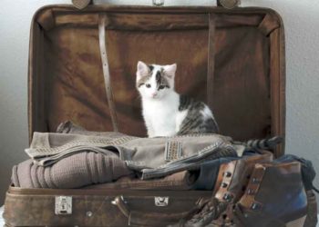Comment faire un long voyage en avion avec un chat ?