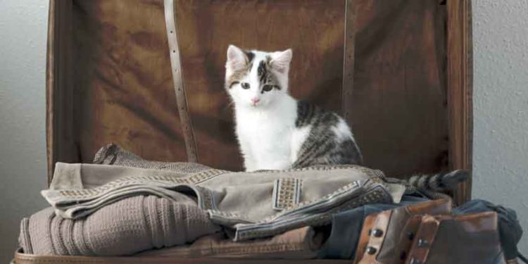 Comment faire un long voyage en avion avec un chat ?